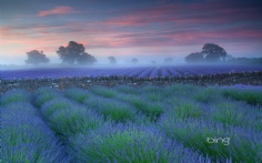 LavenderFields1920x12007-24-2012 11_45_05 AM Bing Desktop